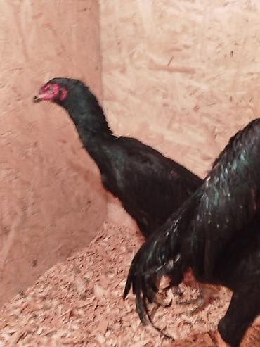 горные лыжи бу из европы: Электровелосипед, Б/у — 3