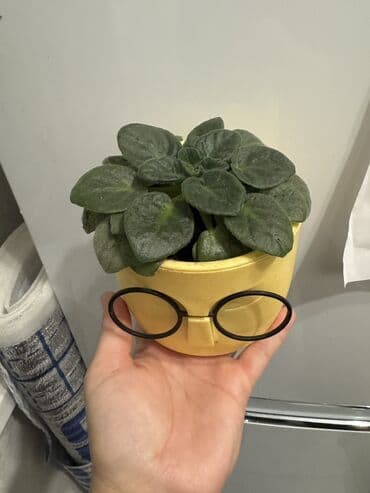 купить саженцы клубники ремонтантной: Пальмы(Хомедория),замиокулькасы(доллар) Зензи,черный доллар,зеленый — 10