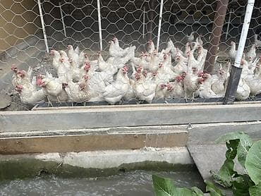 Продаю | Куры | Несушки — 8