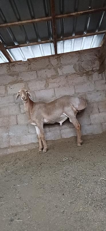 питбуль матч: Продаю | Баран (самец) | Для разведения | Племенные — 1