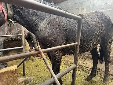 тай жеребёнок: Продаю | Конь (самец) | На забой — 2