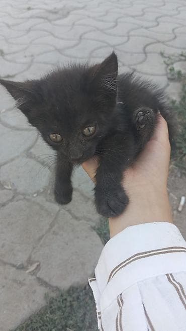 2 айлык, Ургаачы, Эмделген lalafo.kg да 2 айлык, Ургаачы, Эмделген