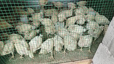 Продаю | Цыплята | Бройлерная | На забой