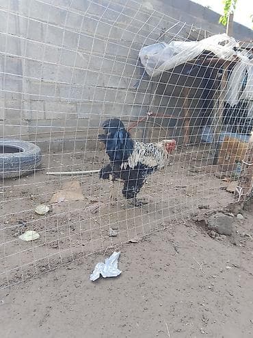 ящик оптом: Продаю | Петух | Для разведения — 3