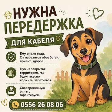 продам друга: Собака даром: Дворняжка, 10 месяцев, Самец, С прививкой — 1