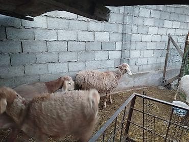 фазан бишкек: Сатам | Козу | Көбөйтүү үчүн | Токту — 4