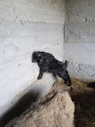 тара для мёда: Продаю | Овца (самка) | Для разведения | Матка — 5