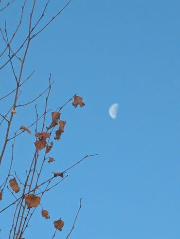 pixel 7 pro бу: Google Pixel 7 Pro, Б/у, 128 ГБ, цвет - Черный, eSIM, 2 SIM — 6