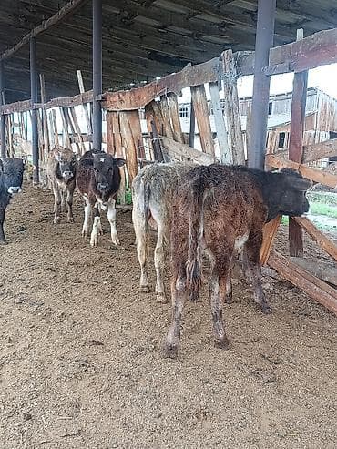 мальки рыб: Продаю | Музоо, торпок | На откорм — 5