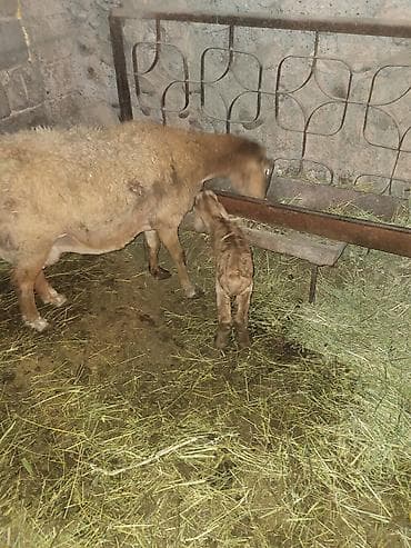 продаю бычки герофорды: Продаю | Овца (самка) | Гиссарская, Эдильбаевская, Арашан | Для разведения | Матка — 9