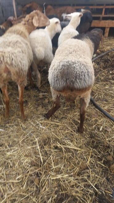 собаку объявления купить: Продаю | Ягненок | Для разведения — 10