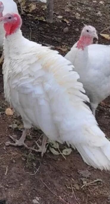 форель купить в бишкеке: Продаю | Индюшка (самка) — 1