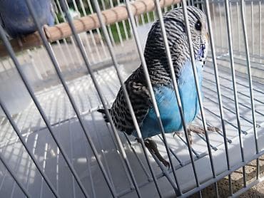балык кумар: Молодые волнистые попугаи. самки и самцы. ручные, здоровые, активные — 6