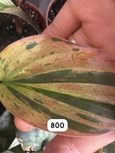 Компферия Calathea/Goeppertia) с необычной окраской листьев — — 7