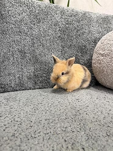 абиссинская порода: Продается декоративный кролик породы "львиная головка". Возраст 2.5 — 4