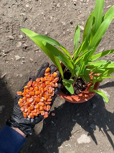 кукурузу куплю: Семена кукурузы сорт Ала тооо Жугору урук Манас 1000 уражайность — 5