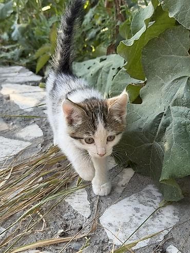 Животные: 🐾 Прекрасные котята ищут дом! 🐾 Очень добрые, ласковые и послушные — 7