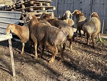 кой сойушка: Продаю | Баран (самец) — 3