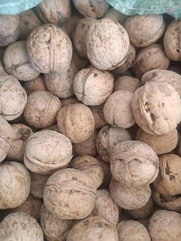 Продаю Грецкий орех в скорлупе 130сом кг в наличии около 40 50 кг - at lalafo.kg Продаю Грецкий орех в скорлупе 130сом кг в наличии около 40 50 кг -