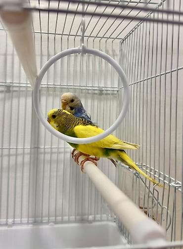 Животные: Попугайчики волнистые — пара - Вид: волнистые попугаи (Melopsittacus — 2