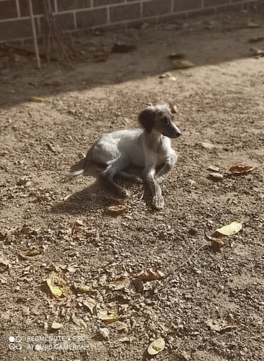 Вязка собак: Щенок небольшого размера с длинными ушами и тонкой мордочкой. Окрас — 1