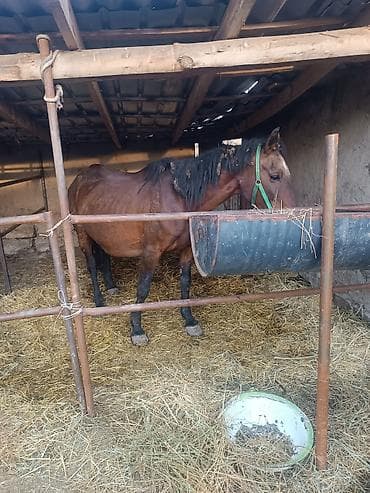 ат башы там: Сатам | Бээ (ургаачы) | Аргын | Көбөйтүү үчүн | Асыл тукумдуу — 1