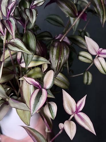 фиалка комнатная купить: Традесканция квадриколор — 2