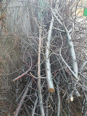 Көмүр: Отун Өзү алып кетүү — 1