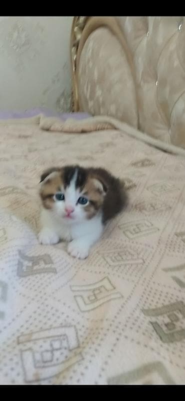 шотлан: Шотландский вислоухий котёнок (предположительно скоттиш-фолд) — 2