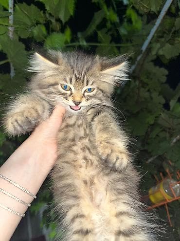 животные кошка: Отдадим котят в добрые руки, 4 котенка — 2