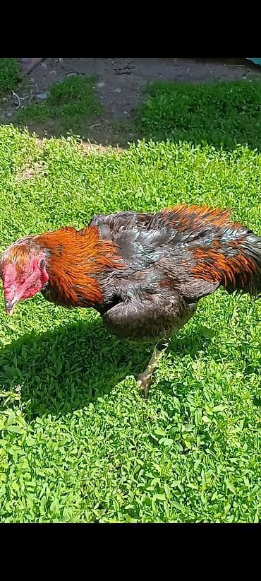 выстрел собак: Продаю | Петух | Бойцовая, Дакан | Для разведения, Для боев — 5