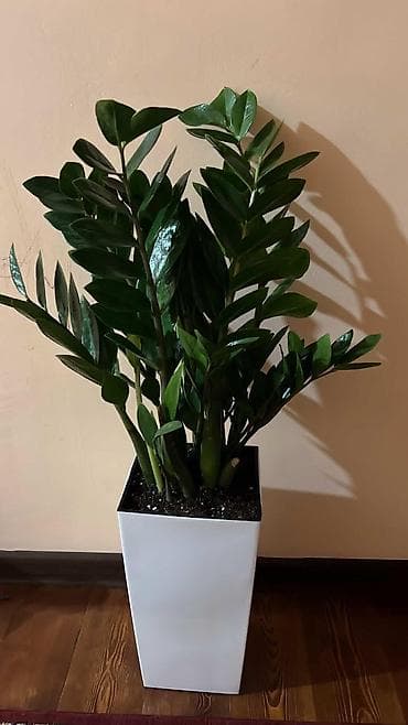 Замиокулькас (Zamioculcas zamiifolia) в высоком декоративном кашпо -