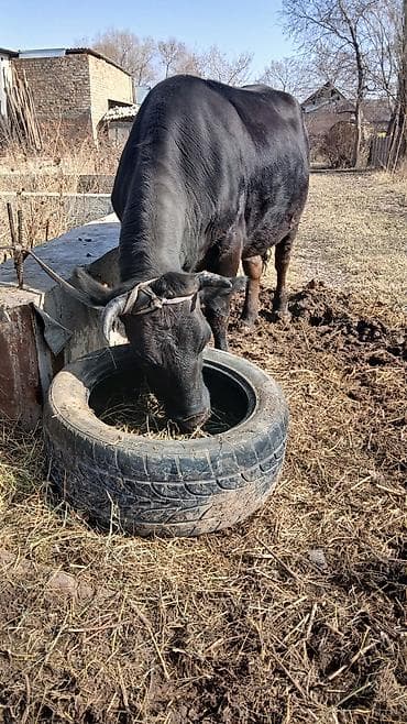 Башка жаныбарлар: Сатам | Уй (ургаачы) | Көбөйтүү үчүн | Бооз — 2