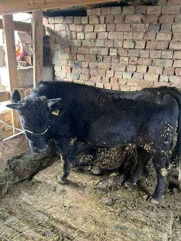 племенные коровы молочные купить: Продаю | Бык (самец) | На откорм | Привязанные — 4
