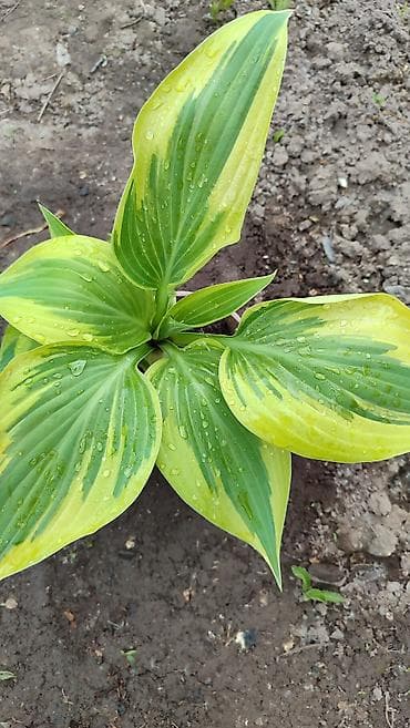 лист контейнер: Хосты декоративные, саженцы в контейнерах - Разнообразие расцветок — 2