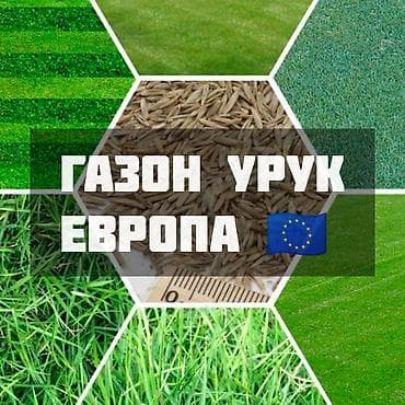 Газон урук DLF Универсал 🌱