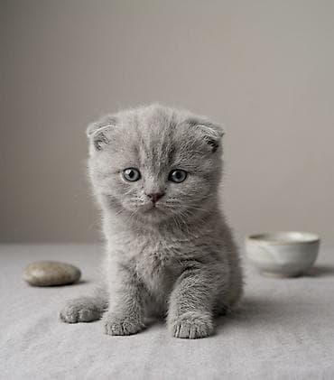 кошки парода: Котёнок — маленький комочек счастья - Очаровательный внешний вид — 2