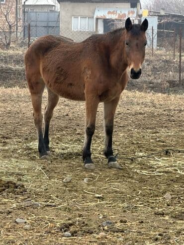 Иттер: Сатам | Бээ (ургаачы) | Жумушка | Мерин — 1