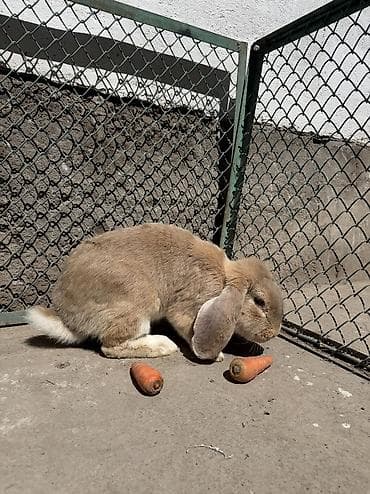 белка летяга: Продаем кроликов парода (баран), различные окрасы. - Окрасы на выбор — 6