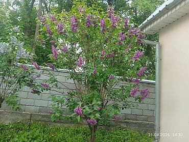 Сирень садовая, кустовая. - Сорт с насыщенно-пурпурными соцветиями — 2