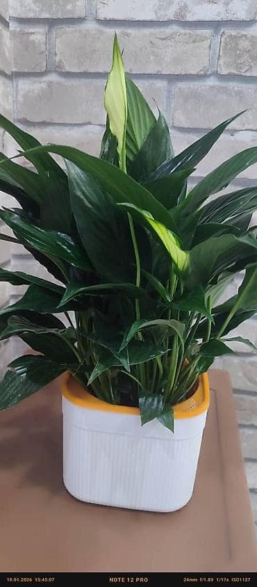 гулдор роза: Комнатные растения в горшках — подборка для дома и офиса: 1) Пахира — 3