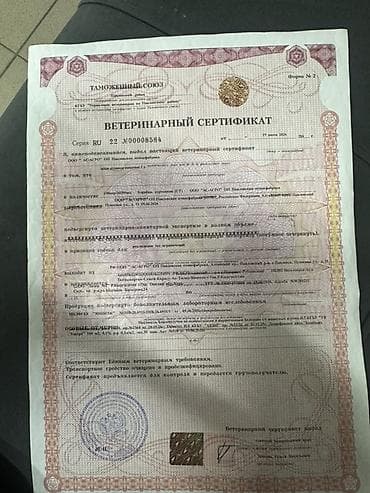 куринный: Яйца куриные столовые, коричневой окраски скорлупы. Упаковка — прочные — 2