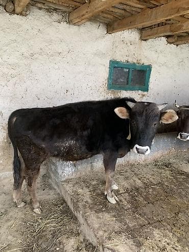 продажа кормов для сельскохозяйственных животных: Продаю | Бык (самец) | На откорм | Привязанные — 3