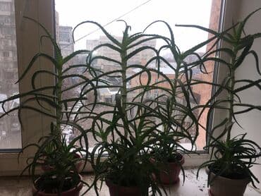 семена базилика: Фотографии уже устарели. Теперь все алоэ НАМНОГО выше и больше! АЛОЭ — 3