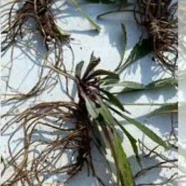 уф печать оборудование: Эхинацея - 250 сом. Эхинацея белая - 350 сом. Флоксы - 300 сом — 15