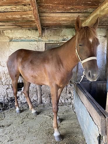 собака продам: Продаю | Кобыла (самка) | Рабочий — 2