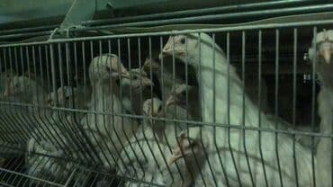 животные в ош: Продаю | Куры, Цыплята | Хай-Лайн Браун, Хай-Лайн Соня Грей | Для разведения, Несушки — 2