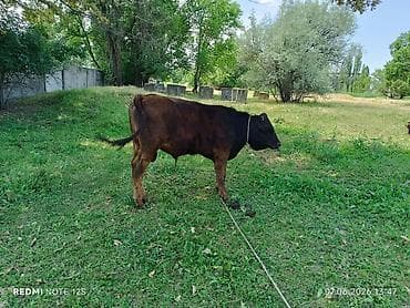 продаю кукуруз: Продаю | Бык (самец) — 1