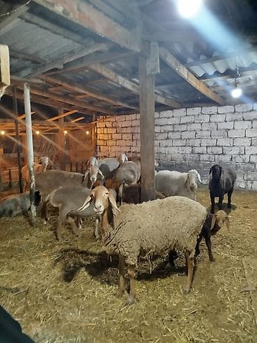 кошка вислаухая: Продаю | Овца (самка) | Арашан | Для разведения — 5