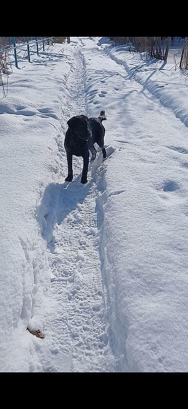 обучение собак: Молодой активный пёс среднего размера с короткой гладкой шерстью — 3